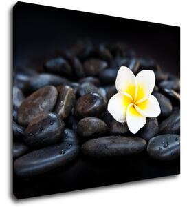 Impresi Obraz Bílý květ na černých kamenech - 90 x 70 cm