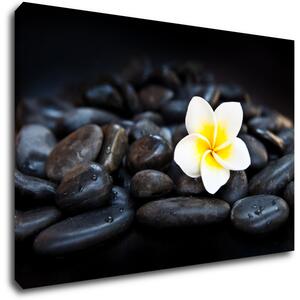 Impresi Obraz Bílý květ na černých kamenech - 90 x 60 cm