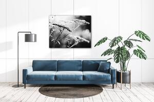 Impresi Obraz Černobílá luční květina - 90 x 70 cm