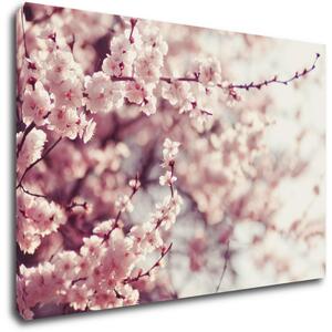 Impresi Obraz Světle růžové květy - 60 x 40 cm