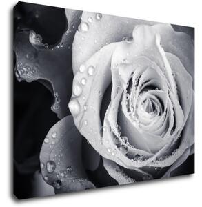 Impresi Obraz Černobílá růže s kapkami vody - 70 x 50 cm