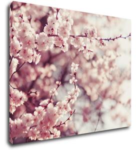 Impresi Obraz Světle růžové květy - 90 x 70 cm