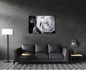 Impresi Obraz Černobílá růže s kapkami vody - 60 x 40 cm