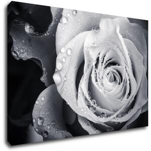 Impresi Obraz Černobílá růže s kapkami vody - 60 x 40 cm