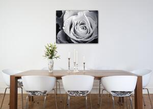 Impresi Obraz Černobílá růže s kapkami vody - 90 x 70 cm