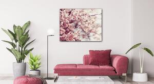 Impresi Obraz Světle růžové květy - 90 x 70 cm