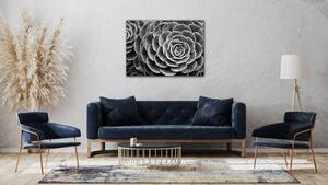 Impresi Obraz Květ černobílý detail - 70 x 50 cm