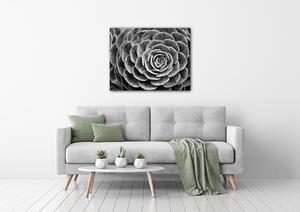 Impresi Obraz Květ černobílý detail - 90 x 70 cm