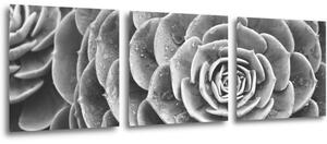 Impresi Obraz Květ černobílý detail - 90 x 30 cm (3 dílný)