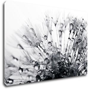 Impresi Obraz Pampeliška s kapkami vody - 90 x 60 cm