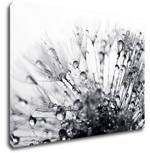 Impresi Obraz Pampeliška s kapkami vody - 70 x 50 cm