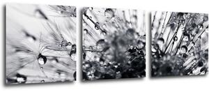 Impresi Obraz Pampeliška s kapkami vody - 90 x 30 cm (3 dílný)