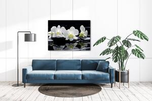 Impresi Obraz Bílé orchidee na černém pozadí - 70 x 50 cm