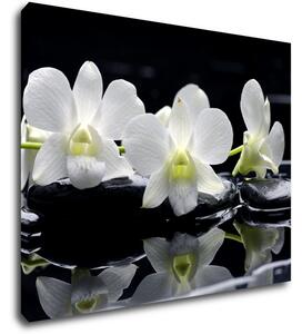 Impresi Obraz Bílé orchidee na černém pozadí - 90 x 70 cm