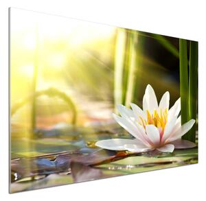 Dekorační panel sklo Vodní lilie pksh-58356953