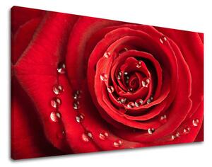 Obraz na stěnu KVĚTY RŮŽÍ - 20x30 cm