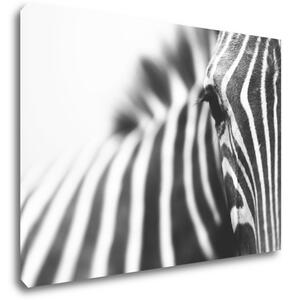 Impresi Obraz Zebra detail - 70 x 50 cm