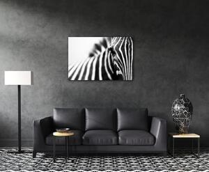 Impresi Obraz Zebra detail - 60 x 40 cm