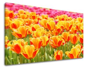 Obraz na stěnu KVĚTY TULIPÁNY - 20x30 cm
