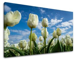 Obraz na stěnu KVĚTINY TULIPÁNY - 20x30 cm