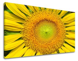 Obraz na stěnu KVĚTINY SLUNEČNICE - 20x30 cm
