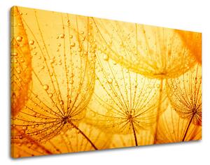 Obraz na stěnu KVĚTY PÚPAVA - 20x30 cm