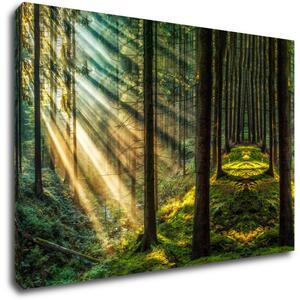 Impresi Obraz Paprsky slunce v lese - 90 x 60 cm