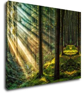 Impresi Obraz Paprsky slunce v lese - 90 x 70 cm