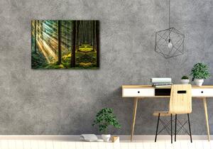 Impresi Obraz Paprsky slunce v lese - 70 x 50 cm