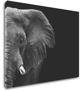 Impresi Obraz Slon na černém pozadí - 90 x 70 cm