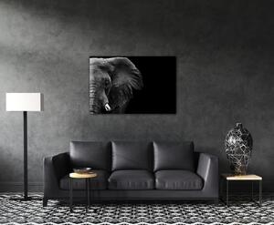Impresi Obraz Slon na černém pozadí - 60 x 40 cm