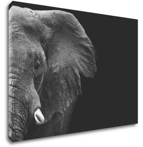 Impresi Obraz Slon na černém pozadí - 70 x 50 cm