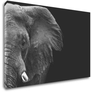 Impresi Obraz Slon na černém pozadí - 60 x 40 cm