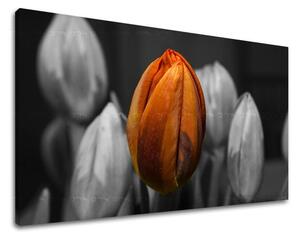 Obraz na stěnu KVĚTINY TULIPÁNY - 20x30 cm