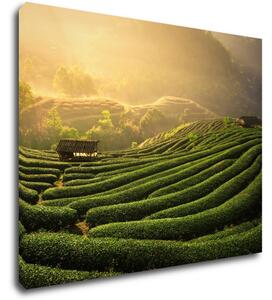 Impresi Obraz Východ slunce čajovníková plantáž - 90 x 70 cm