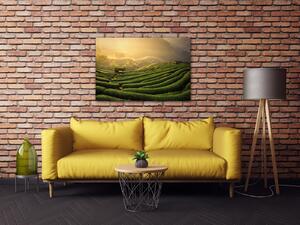 Impresi Obraz Východ slunce čajovníková plantáž - 60 x 40 cm