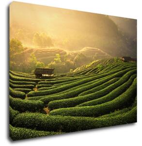 Impresi Obraz Východ slunce čajovníková plantáž - 70 x 50 cm