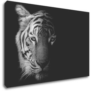 Impresi Obraz Tygr černobílý - 60 x 40 cm
