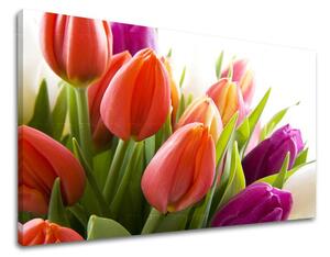 Obraz na stěnu KVĚTINY TULIPÁNY - 20x30 cm