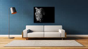 Impresi Obraz Tygr černobílý - 90 x 70 cm