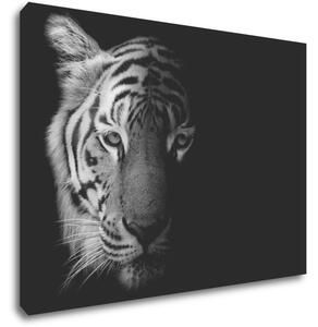 Impresi Obraz Tygr černobílý - 70 x 50 cm