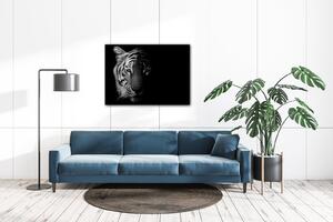 Impresi Obraz Tygr černobílý - 70 x 50 cm