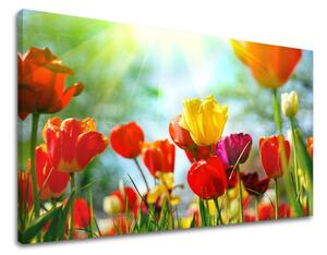 Obraz na stěnu KVĚTINY TULIPÁNY - 20x30 cm