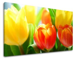 Obraz na stěnu KVĚTINY TULIPÁNY - 20x30 cm