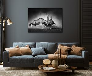 Impresi Obraz Antilopy černobílé - 70 x 50 cm