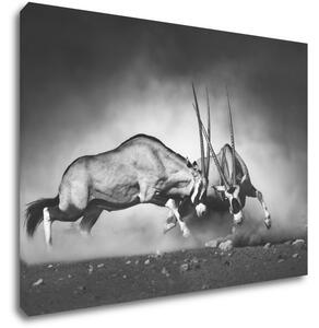 Impresi Obraz Antilopy černobílé - 70 x 50 cm