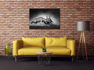 Impresi Obraz Antilopy černobílé - 60 x 40 cm