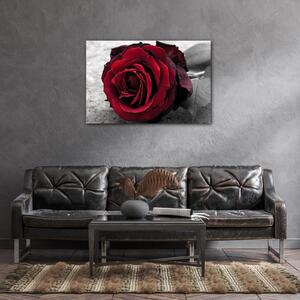 Impresi Obraz Růže na černobílém pozadí - 60 x 40 cm