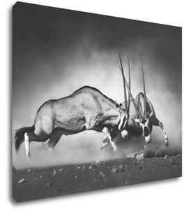 Impresi Obraz Antilopy černobílé - 90 x 70 cm