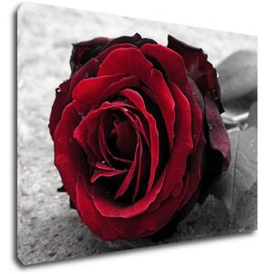 Impresi Obraz Růže na černobílém pozadí - 70 x 50 cm